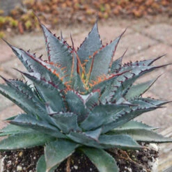 Mad About Mangave® 'Tooth Fairy' Mangave -Flower Shop 555Mangave ToothFairy 3