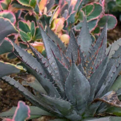 Mad About Mangave® 'Tooth Fairy' Mangave -Flower Shop 555Mangave ToothFairy 4