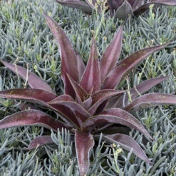 Mad About Mangave® 'Mission To Mars' Mangave -Flower Shop 555be7912669a4ed0316e84fab1e10c9