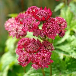 'Ruby Cloud' Masterwort -Flower Shop 560 Astrantia Ruby Cloud 3