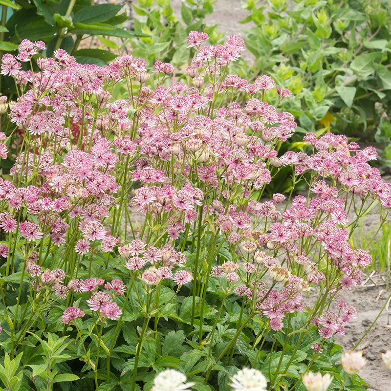 'Sparkling Stars Pink' Masterwort 2 'Sparkling Stars Pink' Masterwort - Image 2