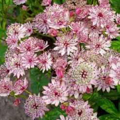 'Sparkling Stars Pink' Masterwort 9 'Sparkling Stars Pink' Masterwort -Flower Shop 561 Astrantia sparkling stars pink 3