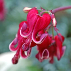'Burning Hearts' Bleeding Heart -Flower Shop 564 Dicentra burning hearts 2