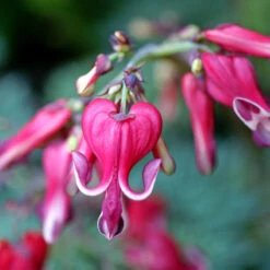 'Burning Hearts' Bleeding Heart -Flower Shop 564 Dicentra burning hearts 3