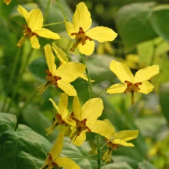 'Frohnleiten' Barrenwort -Flower Shop 565 Epimedium frohnleiten 4