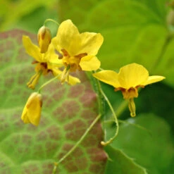 'Frohnleiten' Barrenwort -Flower Shop 565 Epimedium frohnleiten 5