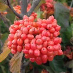 Tandoori Orange® Linden Viburnum -Flower Shop 565 2158 popup