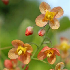 'Orange Queen' Barrenwort -Flower Shop 566 Epimedium orange queen 1