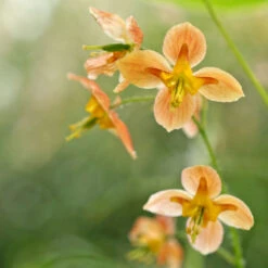'Orange Queen' Barrenwort -Flower Shop 566 Epimedium orange queen 4