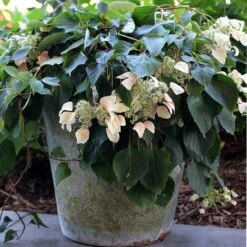 Rose Sensation™ False Hydrangea Vine -Flower Shop 566 2163 popup