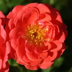 Oso Easy® Mango Salsa Rose -Flower Shop 569 2175 popup