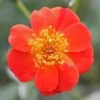 Oso Easy® Hot Paprika® Rose