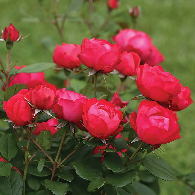 Oso Easy Double Red® Rose 1 Oso Easy Double Red® Rose