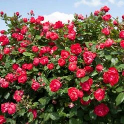 Oso Easy Double Red® Rose 7 Oso Easy Double Red® Rose -Flower Shop 571 2179 popup