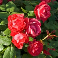 Oso Easy Double Red® Rose 8 Oso Easy Double Red® Rose -Flower Shop 571 2180 popup