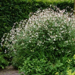Bowman's Root -Flower Shop 572 Gillenia trifoliata 4