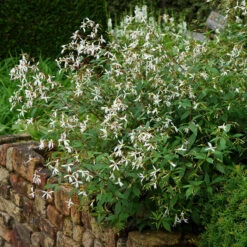 Bowman's Root -Flower Shop 572 Gillenia trifoliata 5