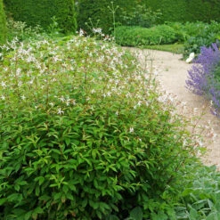 Bowman's Root -Flower Shop 572 Gillenia trifoliata 6