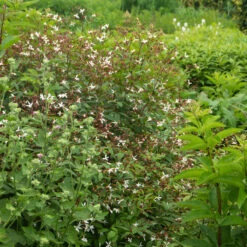 Bowman's Root -Flower Shop 572 Gillenia trifoliata 8