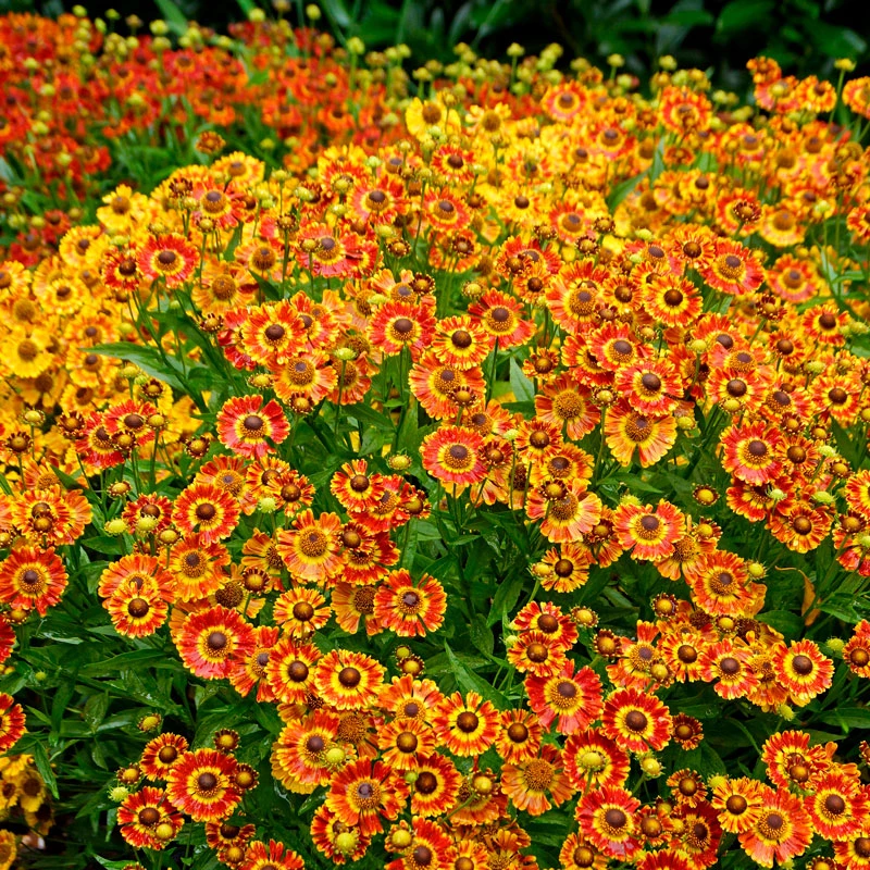 Mariachi™ 'Fuego' Helenium 1 Mariachi™ 'Fuego' Helenium
