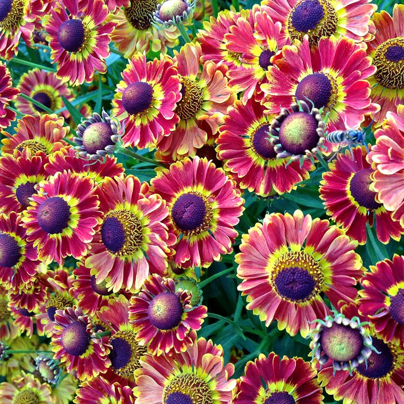 Mariachi™ 'Fuego' Helenium 2 Mariachi™ 'Fuego' Helenium - Image 2