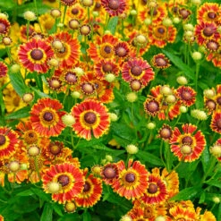 Mariachi™ 'Fuego' Helenium 5 Mariachi™ 'Fuego' Helenium -Flower Shop 574 Helenium fuego 3