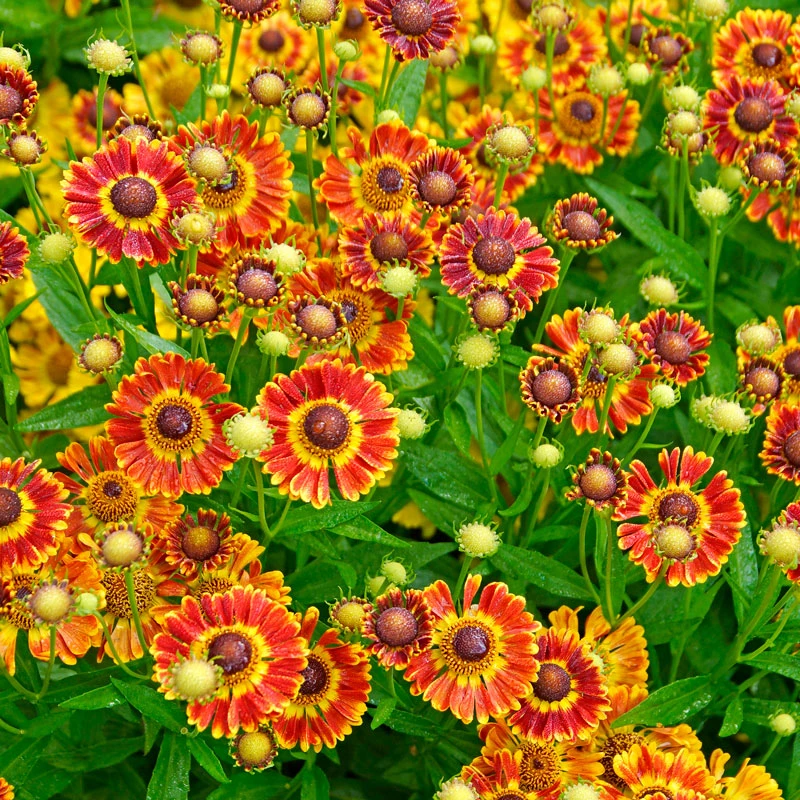 Mariachi™ 'Fuego' Helenium 3 Mariachi™ 'Fuego' Helenium - Image 3