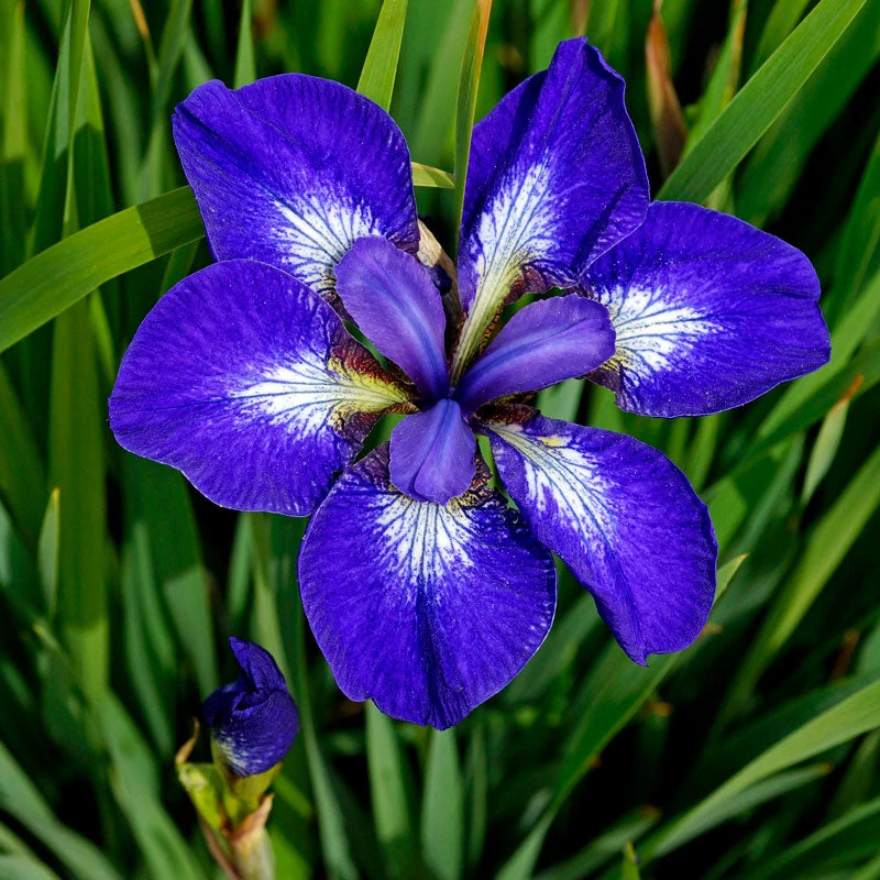 'I See Stars' Siberian Iris 1 'I See Stars' Siberian Iris