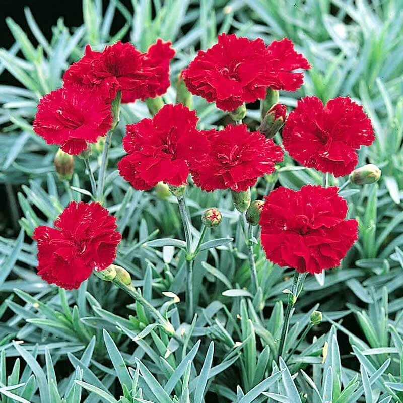 'Frosty Fire' Dianthus 1 'Frosty Fire' Dianthus