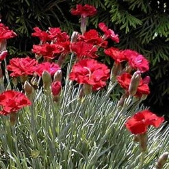 'Frosty Fire' Dianthus 13 'Frosty Fire' Dianthus -Flower Shop 576 2222 popup sw