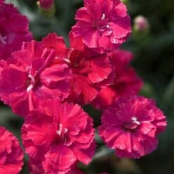 'Frosty Fire' Dianthus 9 'Frosty Fire' Dianthus -Flower Shop 576 2226 popup sw