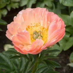 'Coral Sunset' Peony -Flower Shop 577 Paeonia coral sunset 3