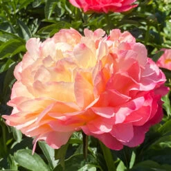 'Coral Sunset' Peony -Flower Shop 577 Paeonia coral sunset 6