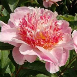 'Do Tell' Peony -Flower Shop 578 Paeonia do tell 3
