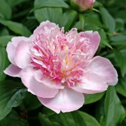 'Do Tell' Peony -Flower Shop 578 Paeonia do tell 7
