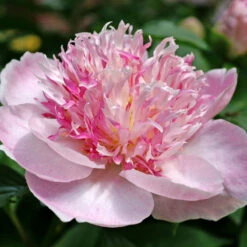 'Do Tell' Peony -Flower Shop 578 Paeonia do tell 8