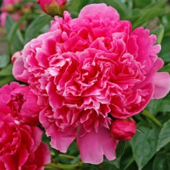 'Edulis Superba' Peony -Flower Shop 579 Paeonia edulis superba 3