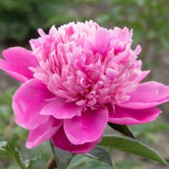 'Edulis Superba' Peony -Flower Shop 579 Paeonia edulis superba 5