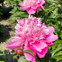 'Edulis Superba' Peony -Flower Shop 579 Paeonia edulis superba 6