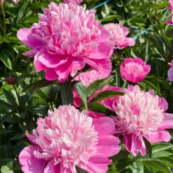 'Edulis Superba' Peony -Flower Shop 579 Paeonia edulis superba 7