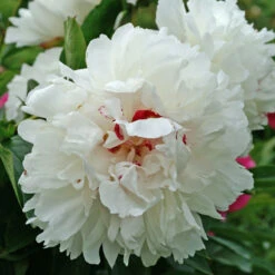 'Festiva Maxima' Peony -Flower Shop 580 Paeonia festiva maxima 3