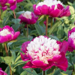'White Cap' Peony -Flower Shop 582 Paeonia white cap 6
