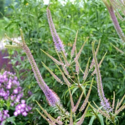 'Fascination' Culver's Root -Flower Shop 583 Veronicastrum fascination 3
