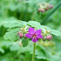 'Bevan's Variety' Cranesbill -Flower Shop 584 Geranium bevans variety 3