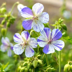'Delft Blue' Cranesbill -Flower Shop 585 Geranium Delft blue 4