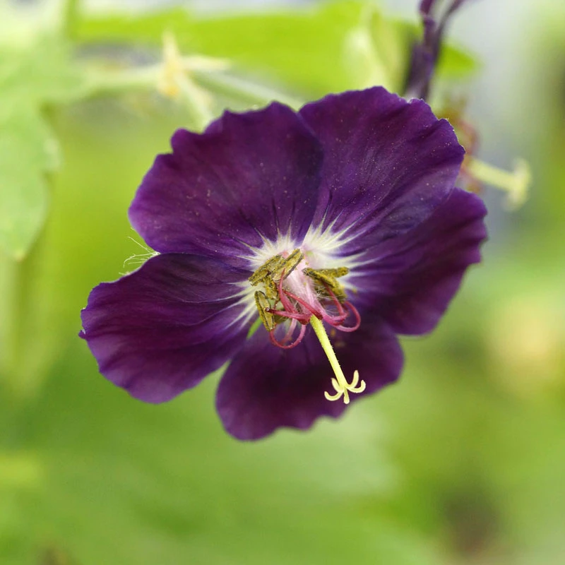 'Raven' Cranesbill 2 'Raven' Cranesbill - Image 2