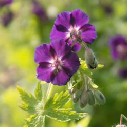'Raven' Cranesbill 7 'Raven' Cranesbill -Flower Shop 586 Geranium raven 3
