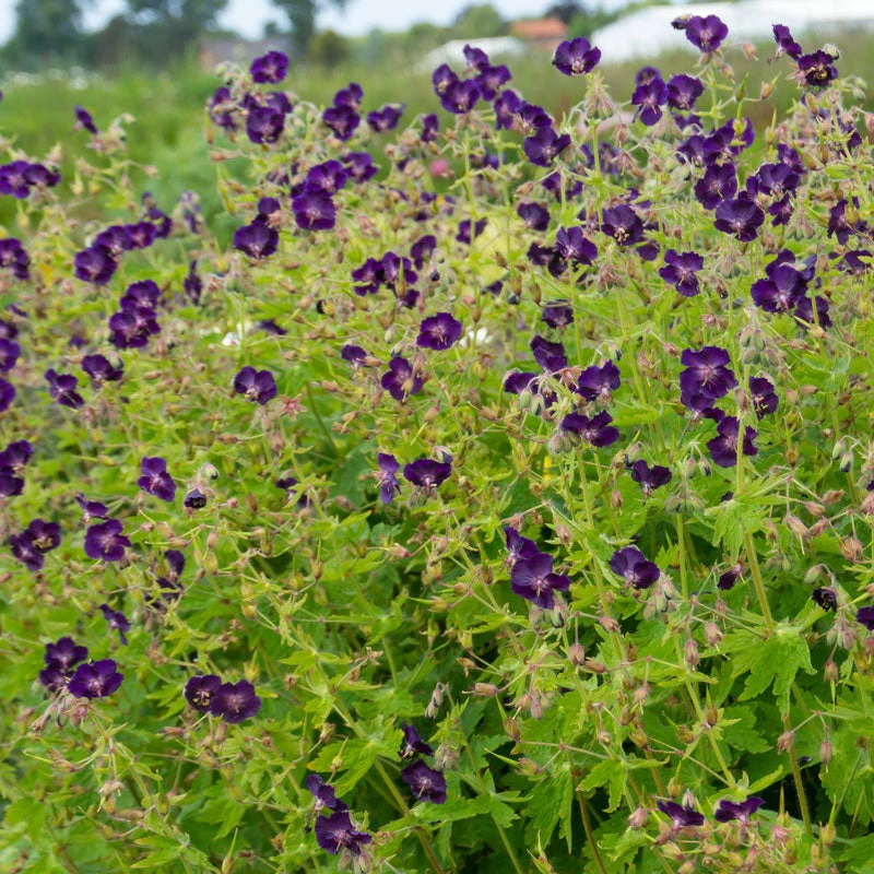 'Raven' Cranesbill 4 'Raven' Cranesbill - Image 4