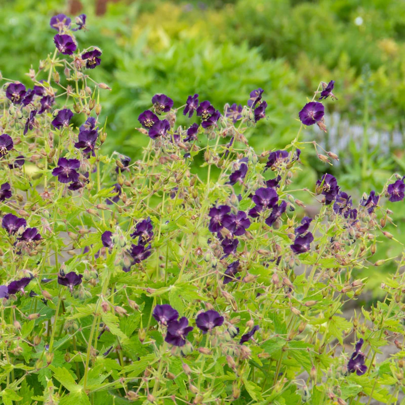 'Raven' Cranesbill 5 'Raven' Cranesbill - Image 5