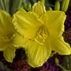'Happy Returns' Daylily 6 'Happy Returns' Daylily -Flower Shop 58e35d4820c06e74616336394aec8c26